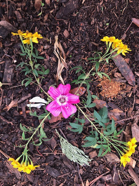 Small altar made by author’s child. A pink flower rests at the center of four connected plant cuttings.